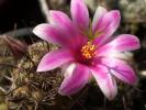 Mammillaria mazatlanensis - floare