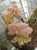 orhidee diana