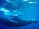 nature wallpapers (44)
