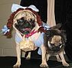 mops(pug)