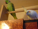 P1000920 rory, niki