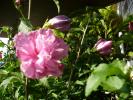 hibiscus syriacus