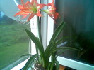 Hippeastrum