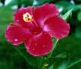 feg_hibiscus