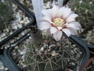 Gymnocalycium quehlianum - 14.07