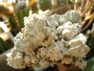 Astrophytum myriostigma cv 'Lotus Land'