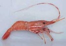 Spot_shrimp_%28Pandalus_platyceros%29