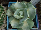 DSC09968