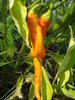 Orange Cayenne Pepper (2009, Aug.29)