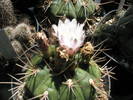 Gymnocalycium pflanzii