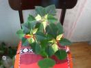Picture 025