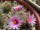 mammillaria_microcarpa
