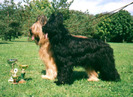 Briard