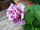 DSCF3724