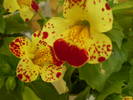 mimulus