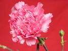 DSCF6587