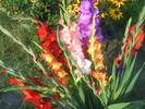 DSC00669