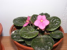 VIOLETA