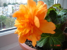 DSC02705