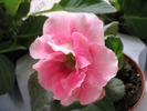 Gloxinia roz involt picatele 6