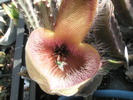 floare de Stapelia gettlefii - 6.10