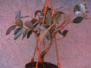 Acca sellewiana