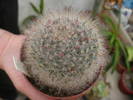 mamillaria leuchanta boboci