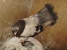 P9061439