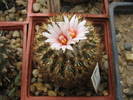 Gymnocactus ysabelae