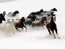 379_horse_snow_wallpaper