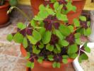 oxalis iron cross