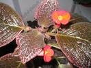 episcia Chocolate cream 4