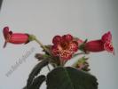 Kohleria Onamnad 9