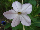 Nicotiana (2009, August 28)
