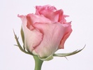 trandafir_roz-1600x1200