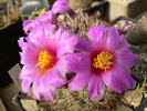 mammillaria_schumannii (2)