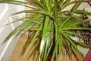 dracena marginata