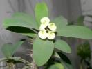 Euphorbia croizatii - flori