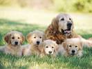 golden-retriever  2