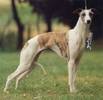 whippet01[1]