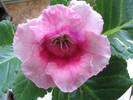 Gloxinia roz 2