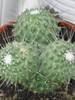 Mammillaria spinossisima cv.unpico - mai 2009