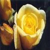 www-bancuri-us-avatare-trandafiri-6