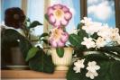 gloxinii si streptocarpus