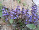 Ajuga reptans (vinetica)