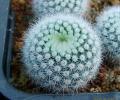 notocactus_scopa_v_ramosus