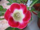 Gloxinia alb margine rosie 1