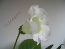 Gloxinia Mont blanc 1
