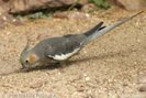 nymphensittich_30510