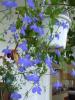 lobelii
